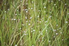 Eriocaulon quinquangulare
